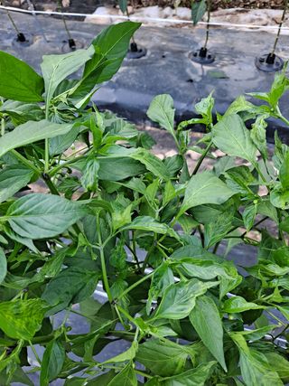 초보텃밭농업인님의 고추 · 병해충상담 작성글 사진