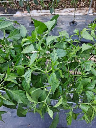 초보텃밭농업인님의 고추 · 병해충상담 작성글 사진