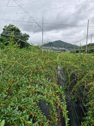 갈산구기자님의 자유주제 · 자유게시판 작성글 사진