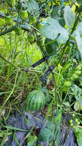 팜모닝 🌧️7월 내 작물 자랑하기·참여글 게시글 이미지