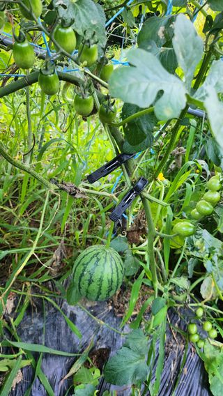 나팔농부김흥우님의 🌧️7월 내 작물 자랑하기 · 참여글 작성글 사진