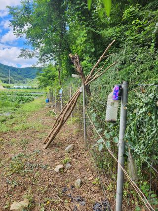 한상경님의 고구마 · 영농일지 작성글 사진