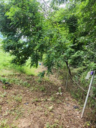 한상경님의 고구마 · 영농일지 작성글 사진