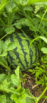 팜모닝 호박·영농일지 게시글 이미지