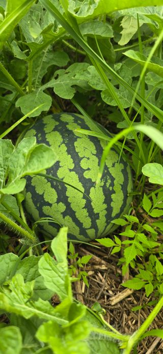 아침이슬청과님의 호박 · 영농일지 작성글 사진