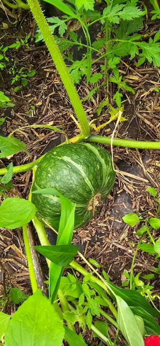 아침이슬청과님의 호박 · 영농일지 작성글 사진