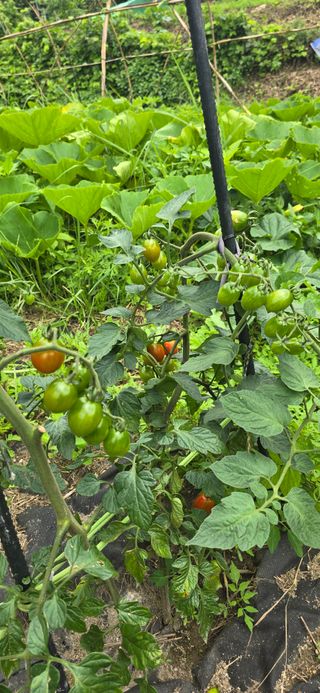 아침이슬청과님의 호박 · 영농일지 작성글 사진