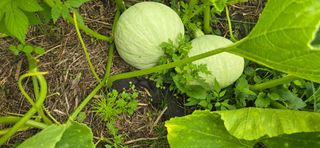 아침이슬청과님의 호박 · 영농일지 작성글 사진