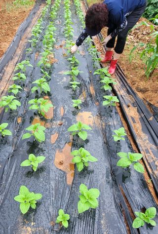 성훈경님의 참깨 · 영농일지 작성글 사진