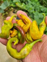 팜모닝 농사, 무엇이든 물어보세요!·참여글 게시글 이미지