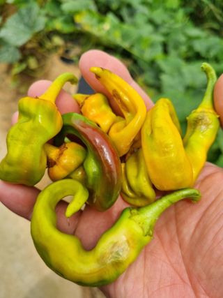 아카도라님님의 농사, 무엇이든 물어보세요! · 참여글 작성글 사진