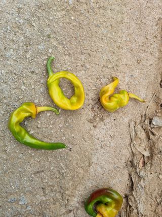 아카도라님님의 농사, 무엇이든 물어보세요! · 참여글 작성글 사진