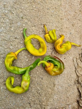 아카도라님님의 농사, 무엇이든 물어보세요! · 참여글 작성글 사진