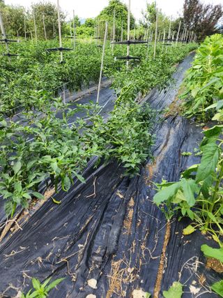 유혜영님의 고추 · 영농일지 작성글 사진