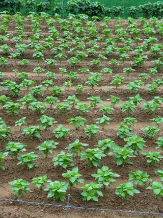 정금천님의 들깨 · 영농일지 작성글 사진