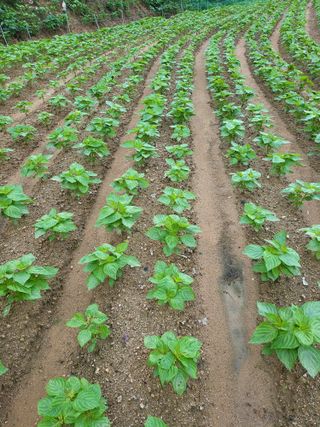 정금천님의 들깨 · 영농일지 작성글 사진