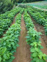 팜모닝 콩·영농일지 게시글 이미지