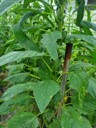 영애님의 참깨 · 병해충상담 작성글 사진