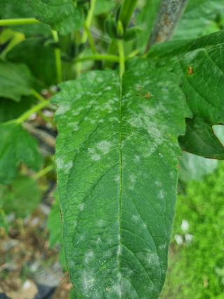 영애님의 참깨 · 병해충상담 작성글 사진