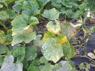 김흥주님의 호박 · 병해충상담 작성글 사진