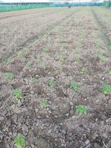 팜모닝 들깨·영농일지 게시글 이미지