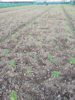 정완규님의 들깨 · 영농일지 작성글 사진