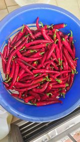 팜모닝 자유주제·자유게시판 게시글 이미지