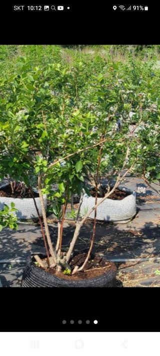 박송녀님의 블루베리 · 영농일지 작성글 사진