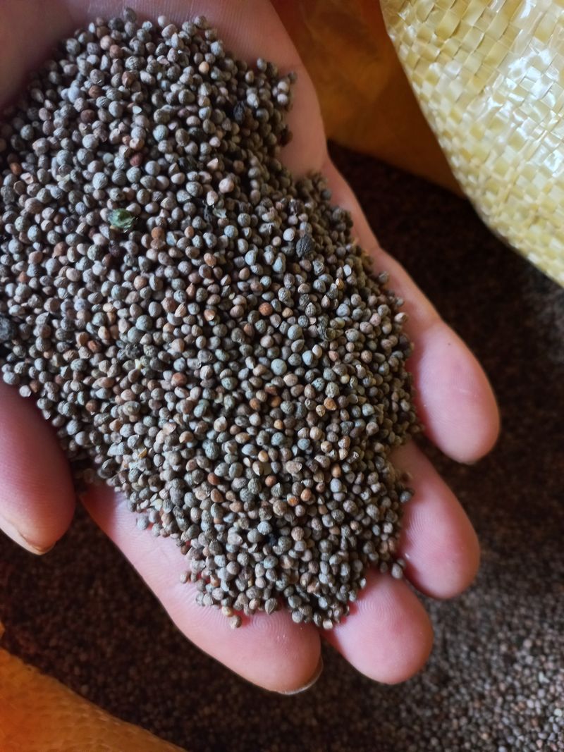 장터 상품 [2023들깨 (4.0kg)] 썸네일