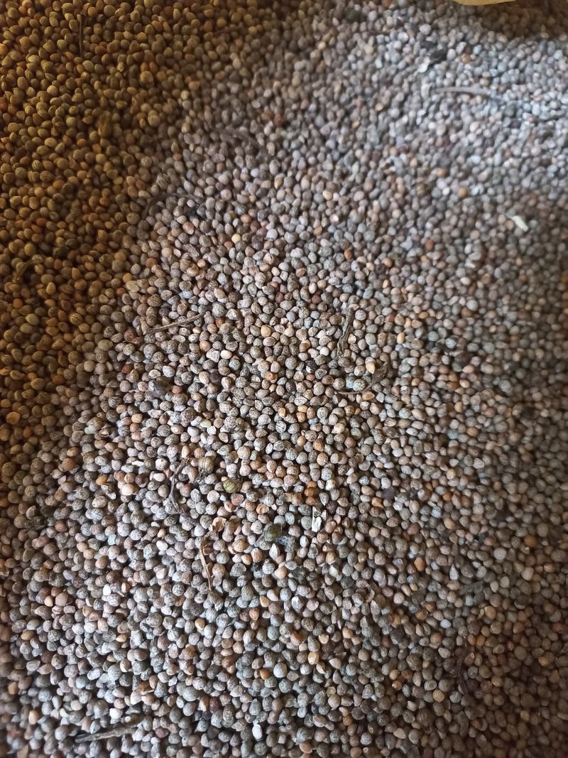 박린님의 장터 판매 상품 [2023들깨 (4.0kg)] 첨부 사진