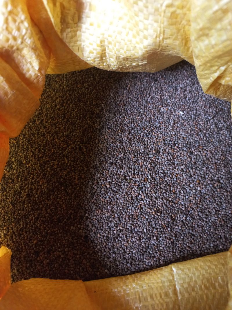 박린님의 장터 판매 상품 [2023들깨 (4.0kg)] 첨부 사진