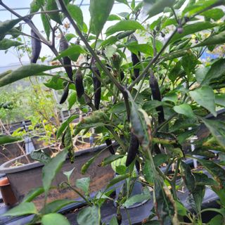 이은정님의 팜모닝 · 출석 작성글 사진