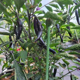 이은정님의 팜모닝 · 출석 작성글 사진