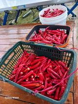 팜모닝 고추·영농일지 게시글 이미지