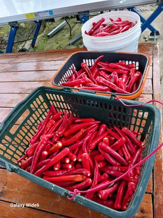 덕촌님의 고추 · 영농일지 작성글 사진