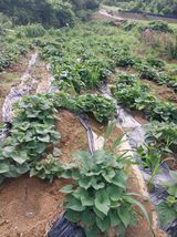 팜모닝 자유주제·자유게시판 게시글 이미지