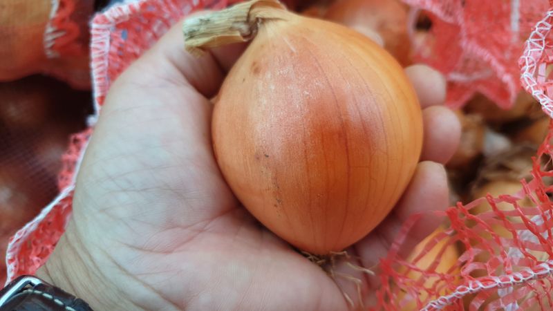 농부아내님의 장터 판매 상품 [동글동글 꼬맹이 요정양파 5kg] 첨부 사진