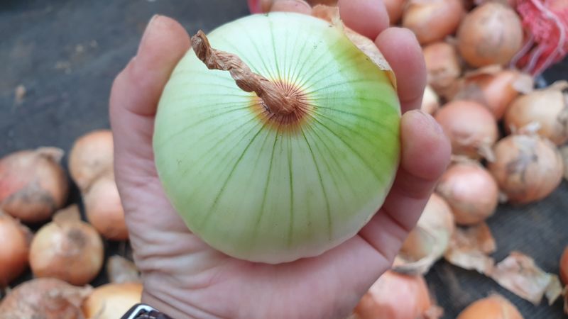 농부아내님의 장터 판매 상품 [동글동글 꼬맹이 요정양파 5kg] 첨부 사진