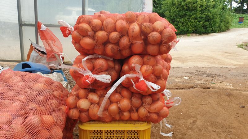 농부아내님의 장터 판매 상품 [동글동글 꼬맹이 요정양파 5kg] 첨부 사진