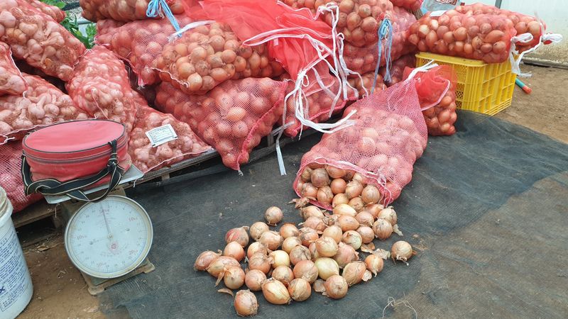 농부아내님의 장터 판매 상품 [동글동글 꼬맹이 요정양파 5kg] 첨부 사진