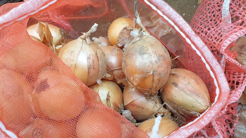 농부아내님의 장터 판매 상품 [동글동글 꼬맹이 요정양파 5kg] 첨부 사진