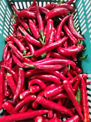 선우농장님의 고추 · 영농일지 작성글 사진