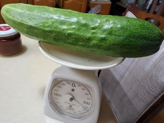 휘성님의 고추 · 영농일지 작성글 사진