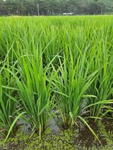 팜모닝 🌧️7월 내 작물 자랑하기·참여글 게시글 이미지