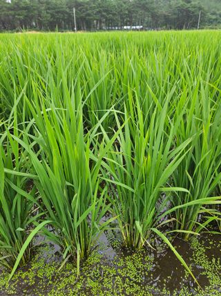 덕성호님의 🌧️7월 내 작물 자랑하기 · 참여글 작성글 사진