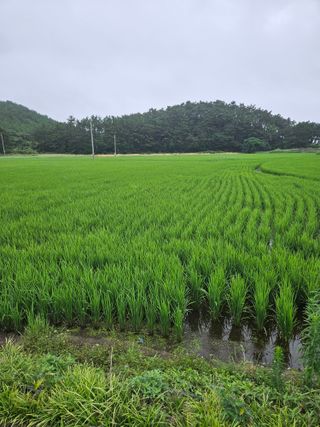 덕성호님의 🌧️7월 내 작물 자랑하기 · 참여글 작성글 사진