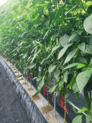 박래문님의 고추 · 영농일지 작성글 사진