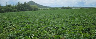 햇살처럼영농조합님의 고구마 · 영농일지 작성글 사진