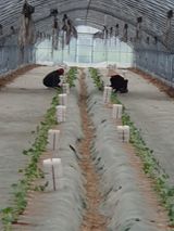 팜모닝 🌧️7월 내 작물 자랑하기·참여글 게시글 이미지