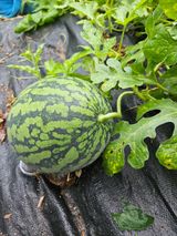 팜모닝 🌧️7월 내 작물 자랑하기·참여글 게시글 이미지